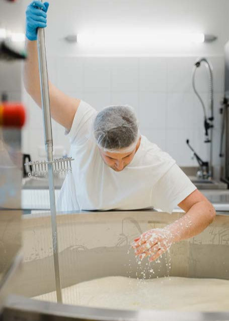 Käsemeister Franz beugt sich über de Käsekessel und zieht gerade eine Hand aus dem Milch. In der anderen Hand hat er eine Käseharfe.