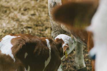 Ein Kalb trinkt bei seiner Mutter.